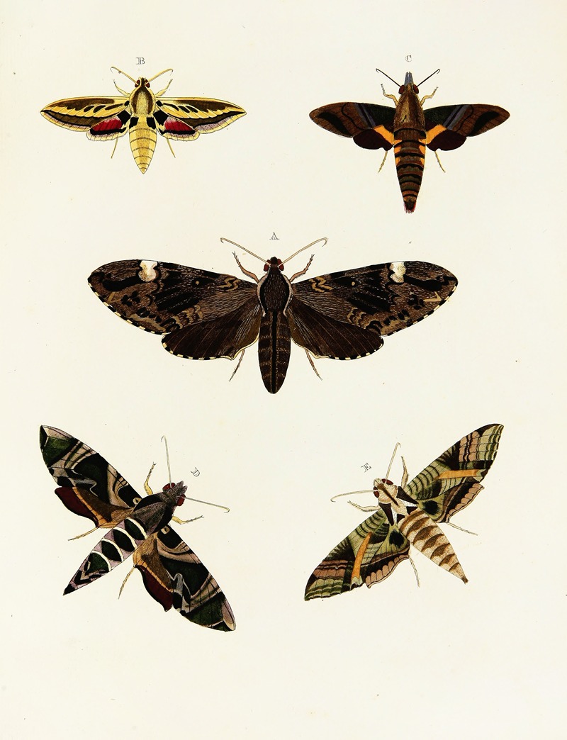 Pieter Cramer - Foreign butterflies occurring in the three continents Asia, Africa and America Pl.092