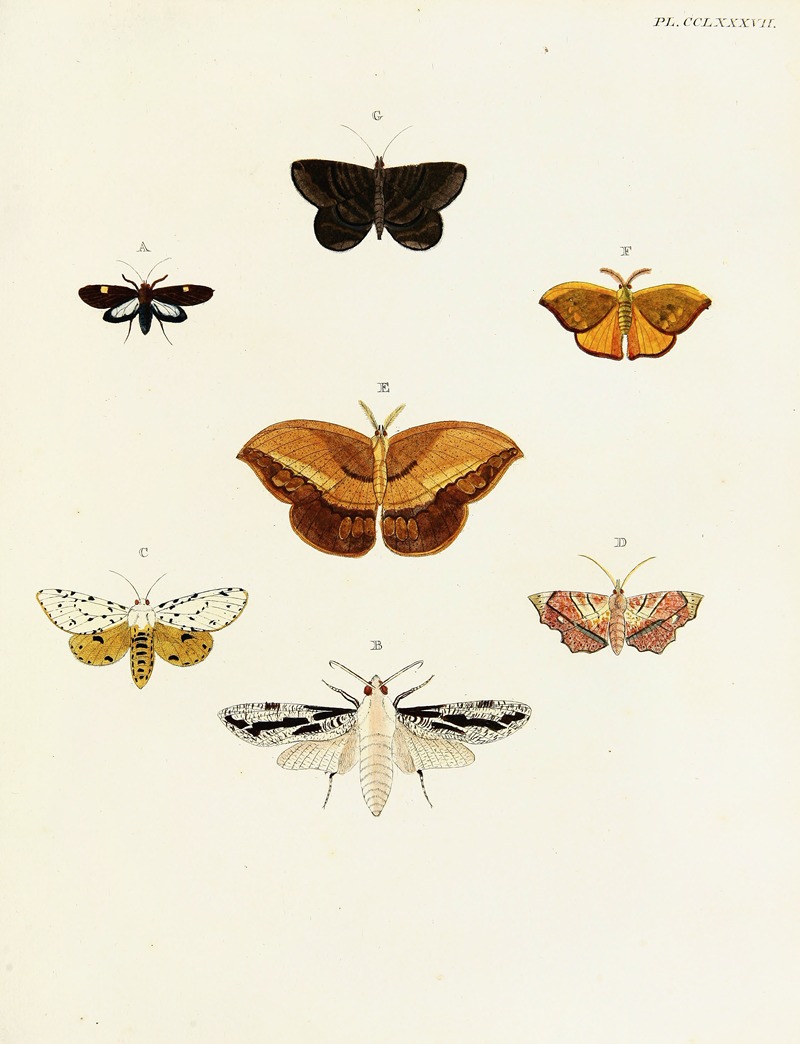 Pieter Cramer - Foreign butterflies occurring in the three continents Asia, Africa and America Pl.094