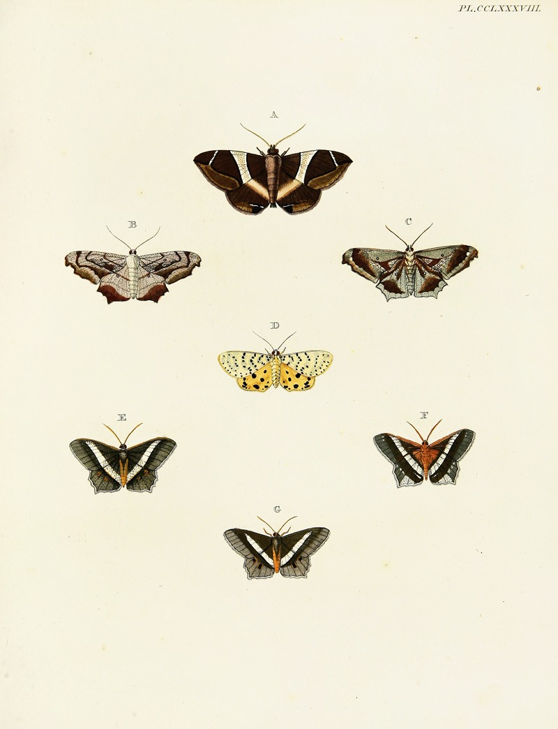 Pieter Cramer - Foreign butterflies occurring in the three continents Asia, Africa and America Pl.095