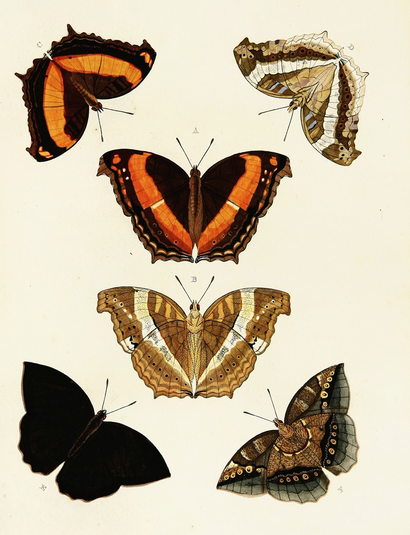 Pieter Cramer - Foreign butterflies occurring in the three continents Asia, Africa and America Pl.096