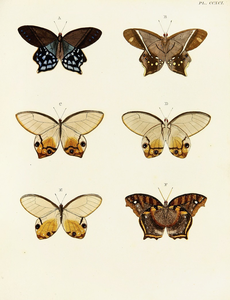 Pieter Cramer - Foreign butterflies occurring in the three continents Asia, Africa and America Pl.098