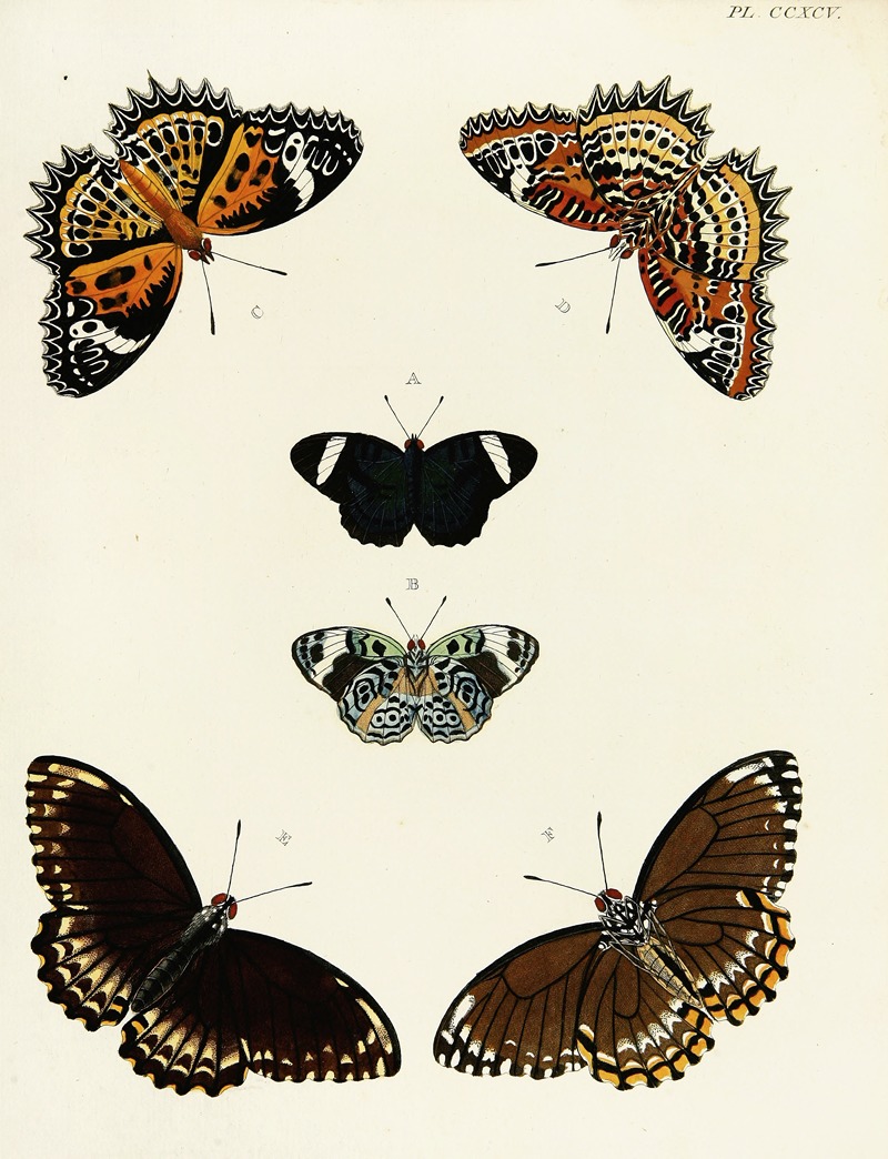 Pieter Cramer - Foreign butterflies occurring in the three continents Asia, Africa and America Pl.101