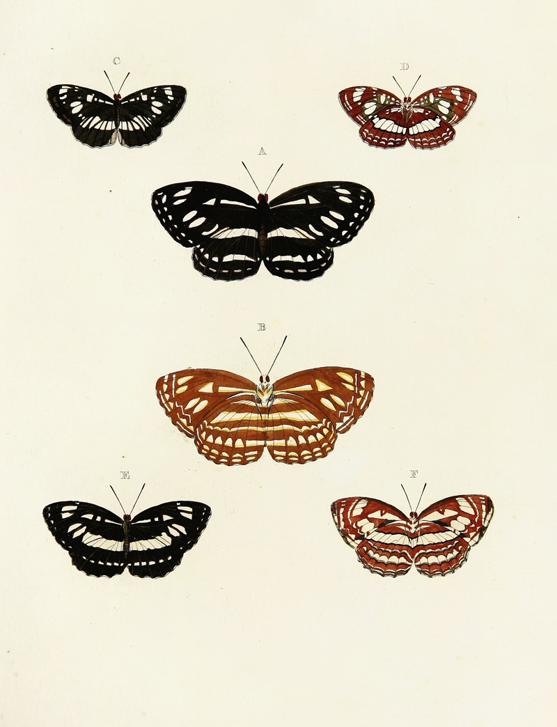 Pieter Cramer - Foreign butterflies occurring in the three continents Asia, Africa and America Pl.102