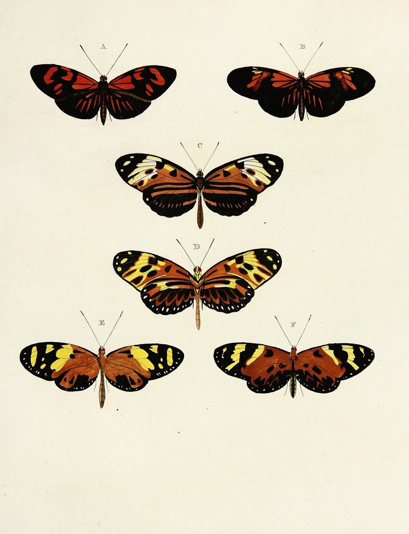 Pieter Cramer - Foreign butterflies occurring in the three continents Asia, Africa and America Pl.103