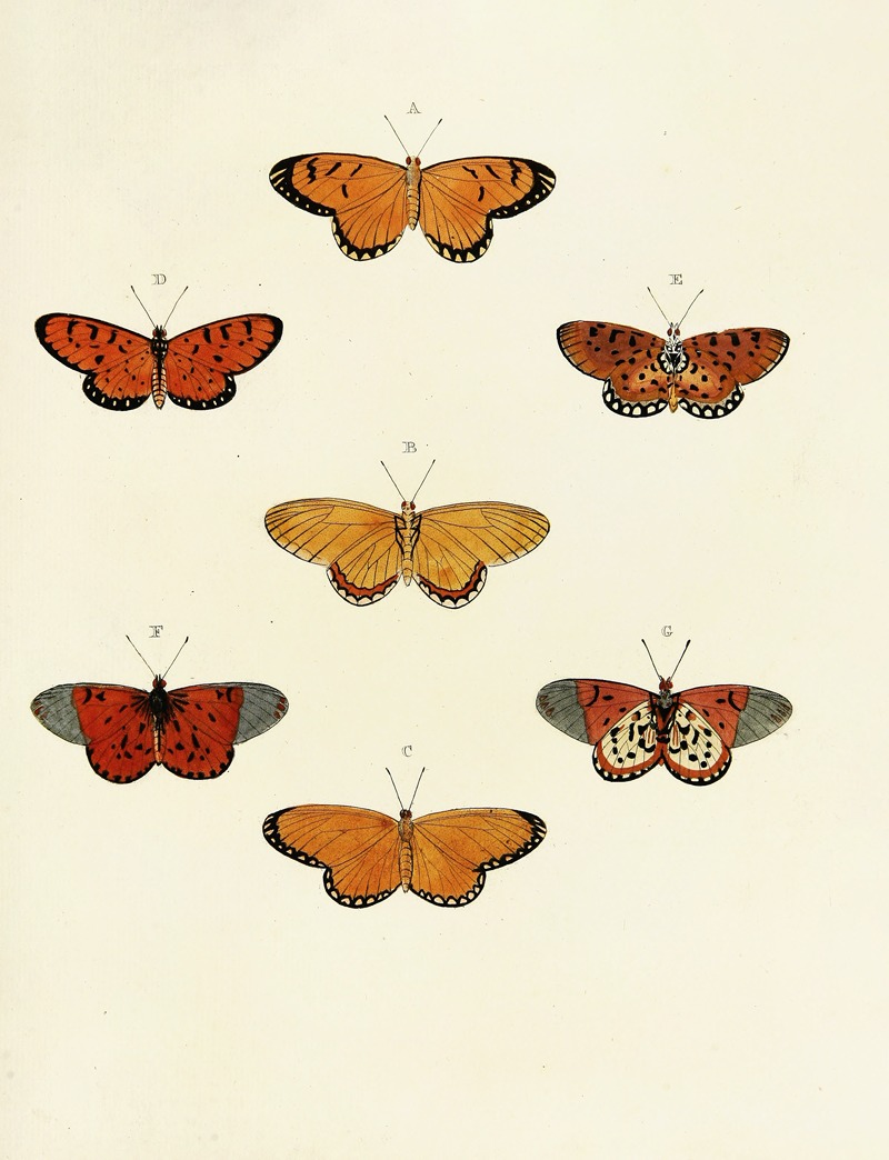 Pieter Cramer - Foreign butterflies occurring in the three continents Asia, Africa and America Pl.104