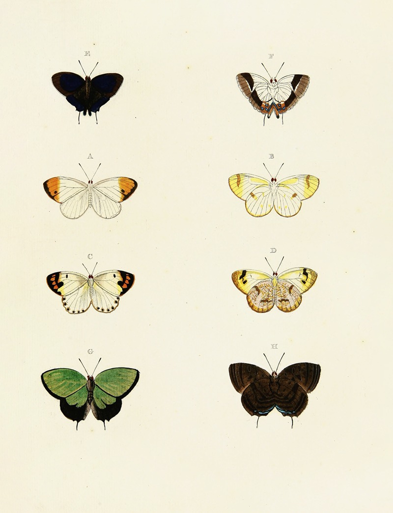 Pieter Cramer - Foreign butterflies occurring in the three continents Asia, Africa and America Pl.105