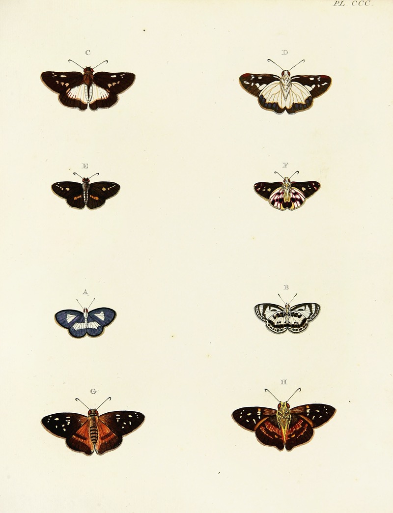 Pieter Cramer - Foreign butterflies occurring in the three continents Asia, Africa and America Pl.106