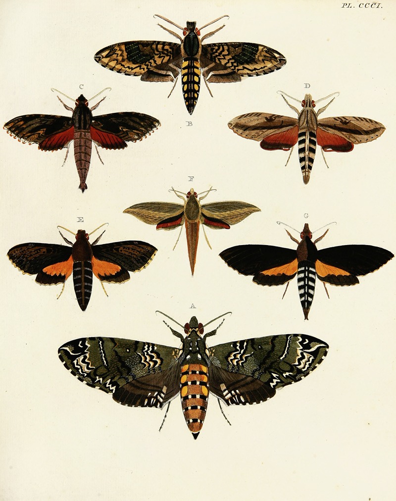 Pieter Cramer - Foreign butterflies occurring in the three continents Asia, Africa and America Pl.107