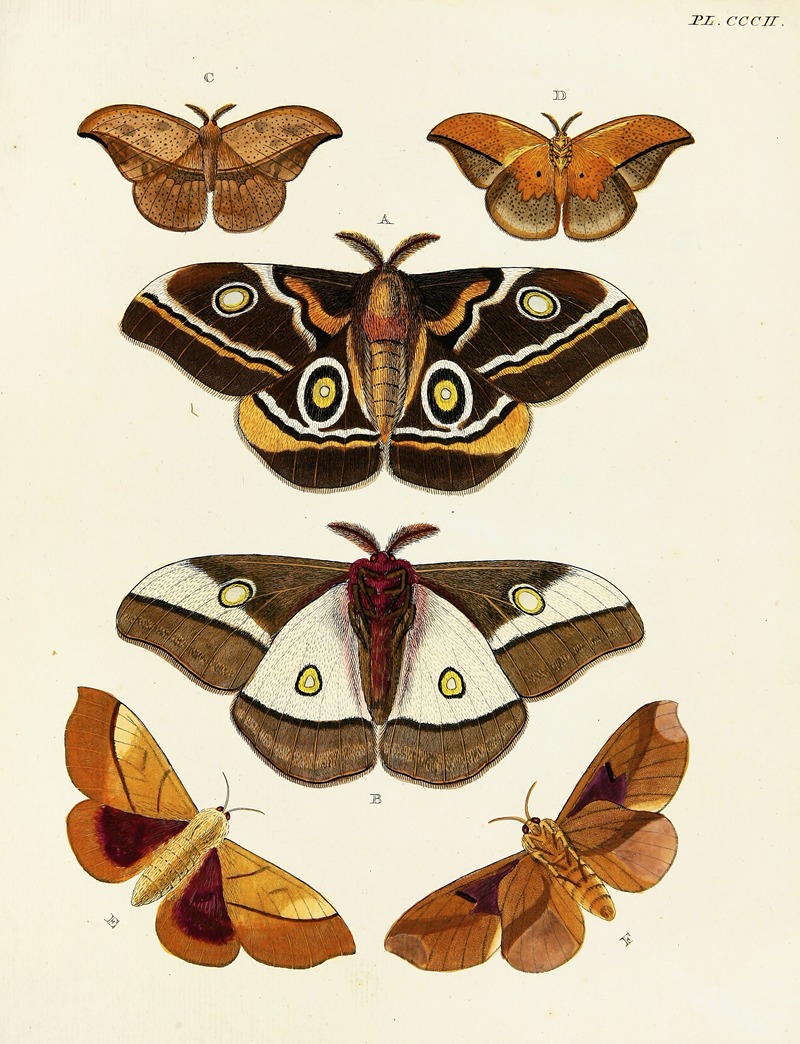 Pieter Cramer - Foreign butterflies occurring in the three continents Asia, Africa and America Pl.108