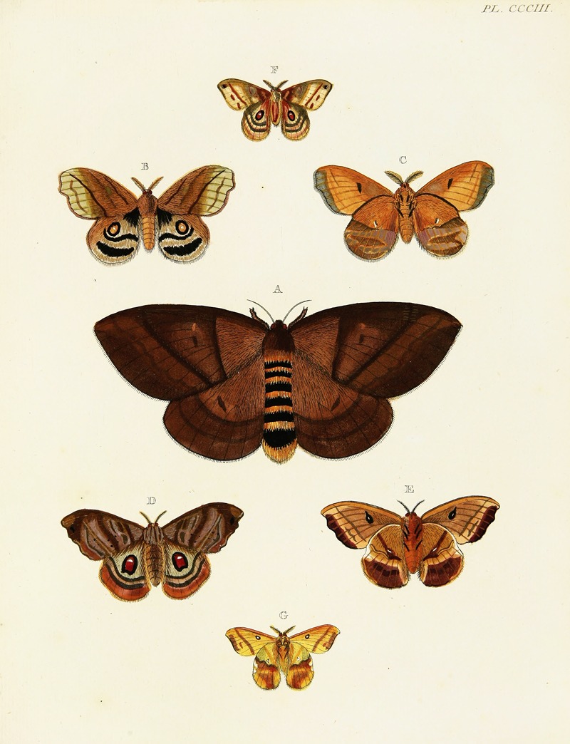 Pieter Cramer - Foreign butterflies occurring in the three continents Asia, Africa and America Pl.109