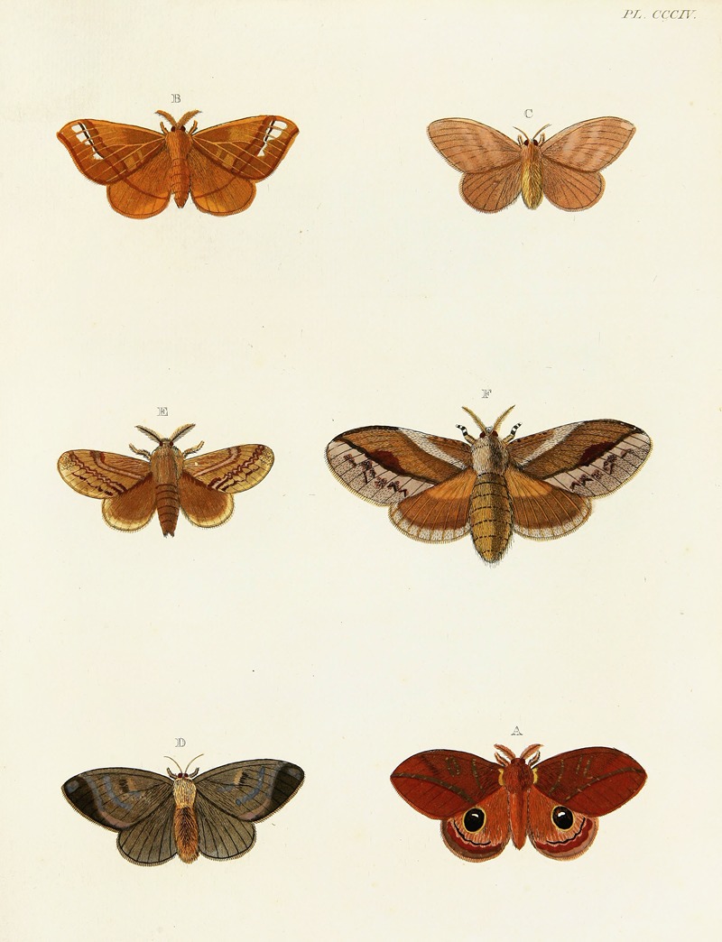 Pieter Cramer - Foreign butterflies occurring in the three continents Asia, Africa and America Pl.110