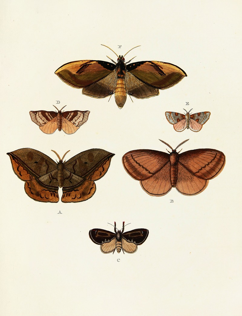 Pieter Cramer - Foreign butterflies occurring in the three continents Asia, Africa and America Pl.111