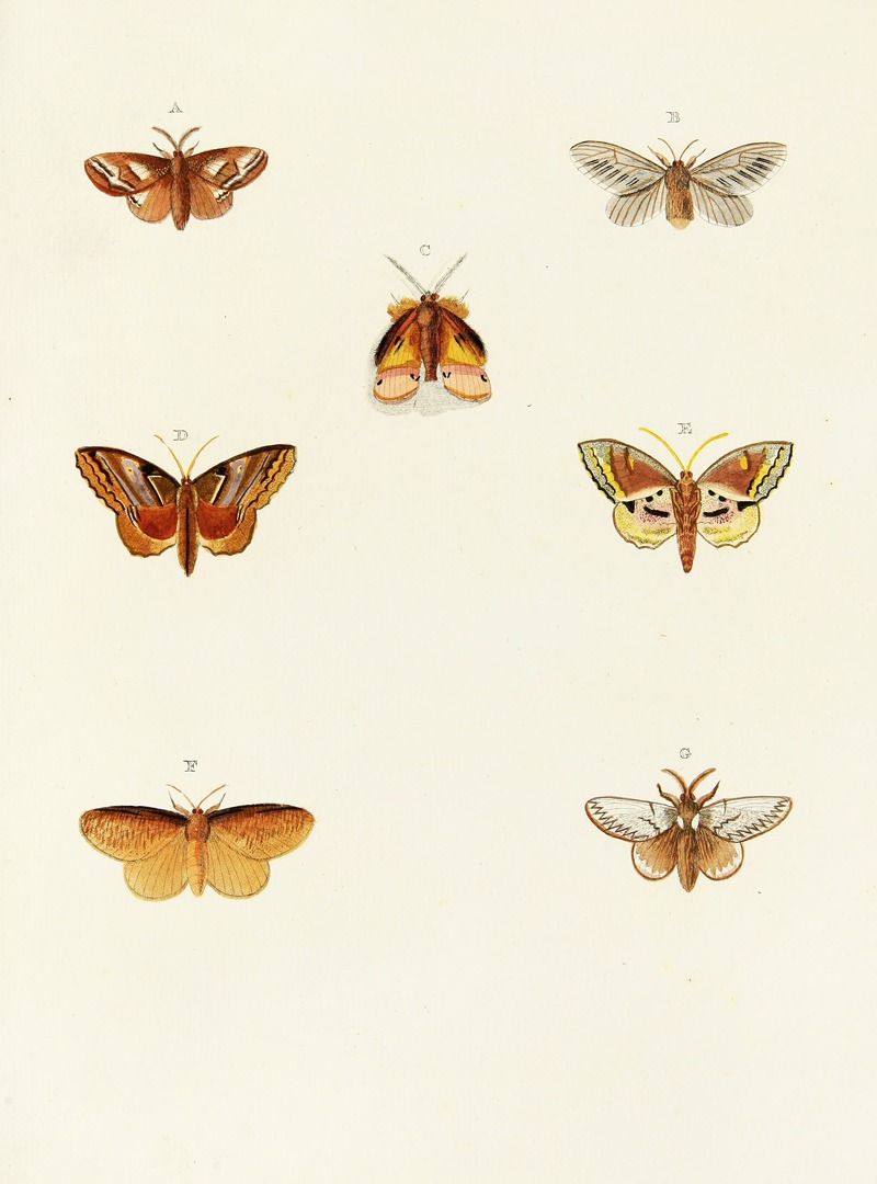 Pieter Cramer - Foreign butterflies occurring in the three continents Asia, Africa and America Pl.112