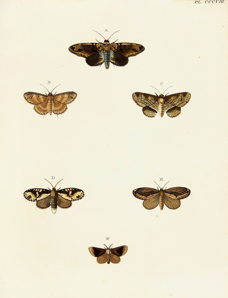 Pieter Cramer - Foreign butterflies occurring in the three continents Asia, Africa and America Pl.114