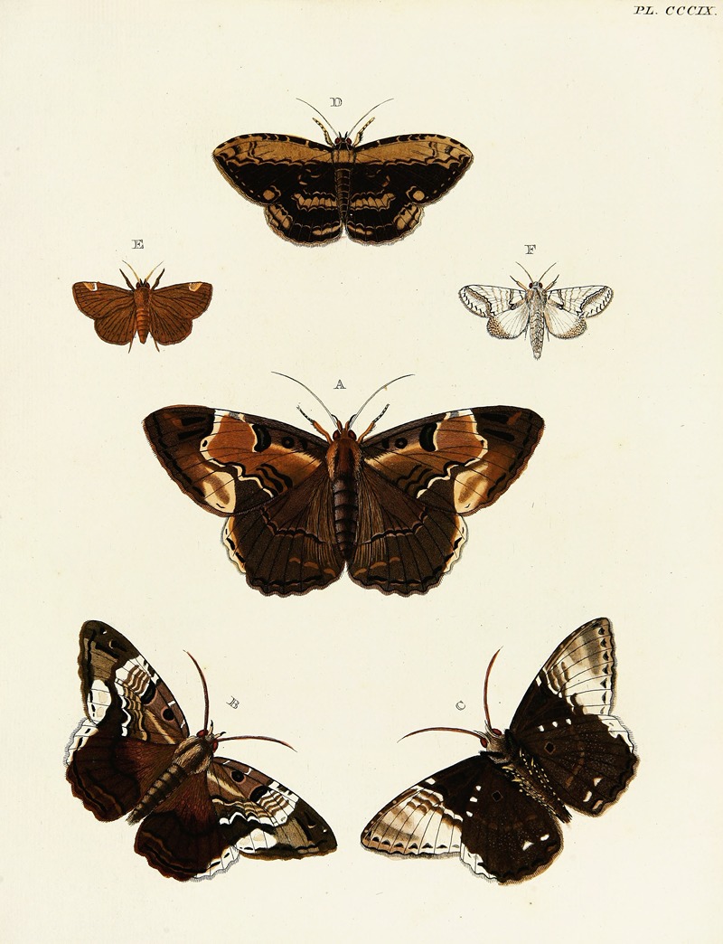 Pieter Cramer - Foreign butterflies occurring in the three continents Asia, Africa and America Pl.115
