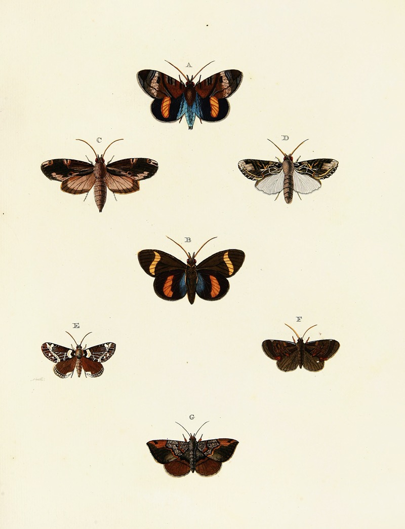 Pieter Cramer - Foreign butterflies occurring in the three continents Asia, Africa and America Pl.116