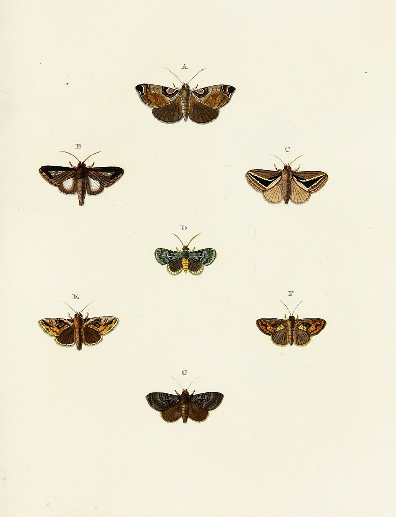 Pieter Cramer - Foreign butterflies occurring in the three continents Asia, Africa and America Pl.117