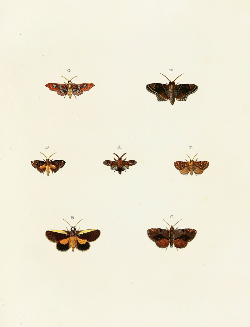 Pieter Cramer - Foreign butterflies occurring in the three continents Asia, Africa and America Pl.118