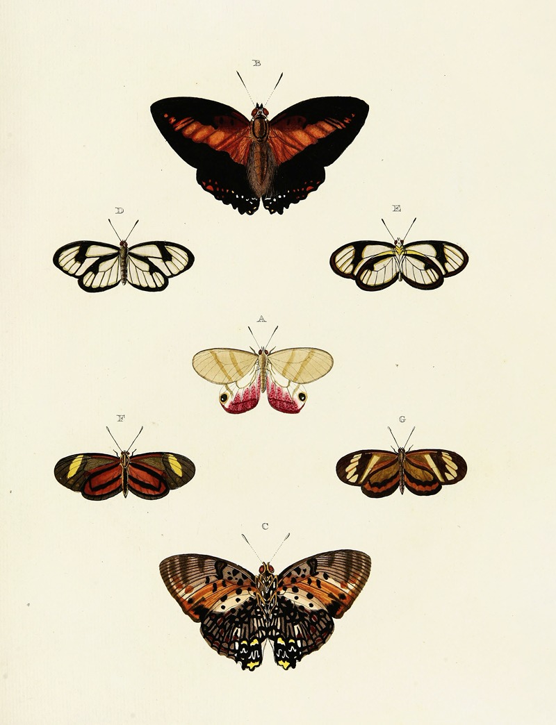 Pieter Cramer - Foreign butterflies occurring in the three continents Asia, Africa and America Pl.121
