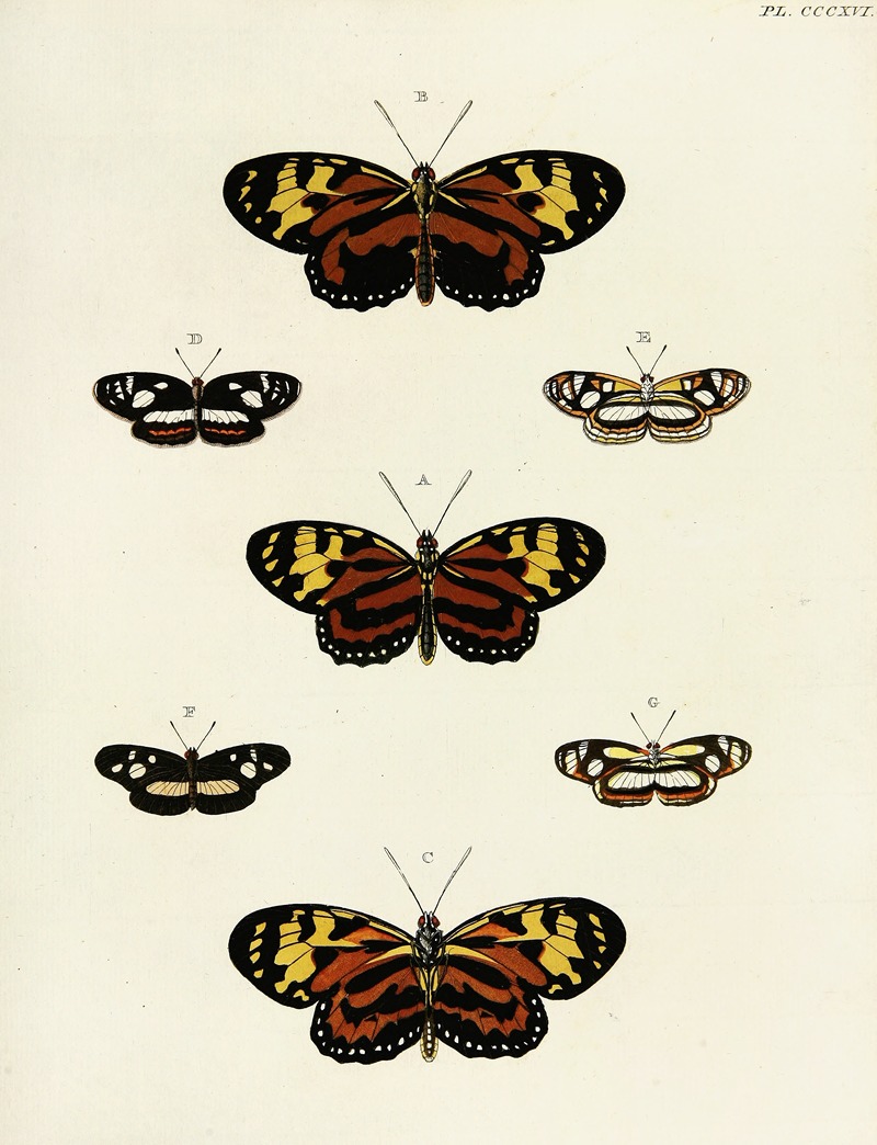 Pieter Cramer - Foreign butterflies occurring in the three continents Asia, Africa and America Pl.122