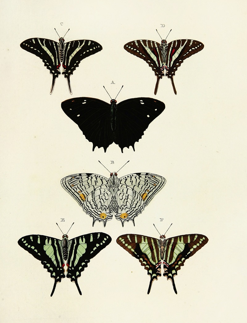 Pieter Cramer - Foreign butterflies occurring in the three continents Asia, Africa and America Pl.123