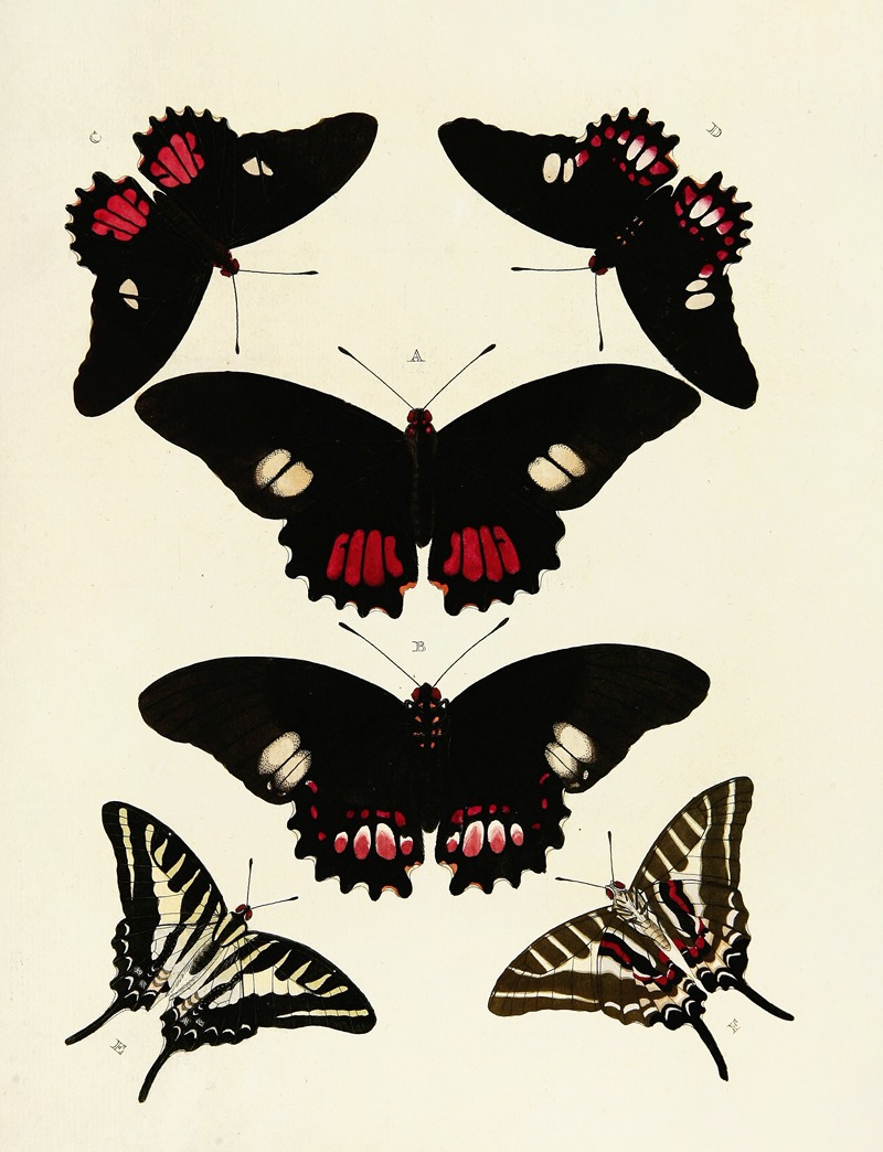 Pieter Cramer - Foreign butterflies occurring in the three continents Asia, Africa and America Pl.124