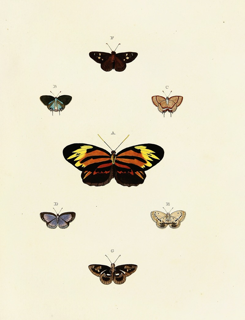 Pieter Cramer - Foreign butterflies occurring in the three continents Asia, Africa and America Pl.125