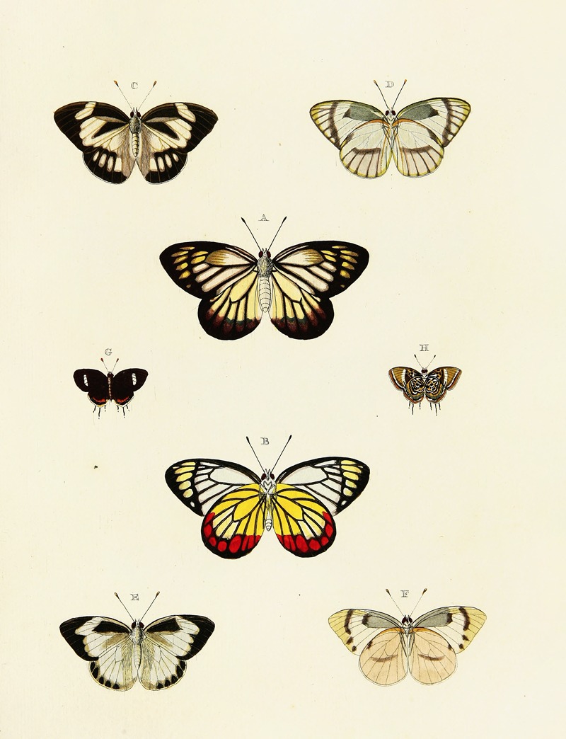 Pieter Cramer - Foreign butterflies occurring in the three continents Asia, Africa and America Pl.126