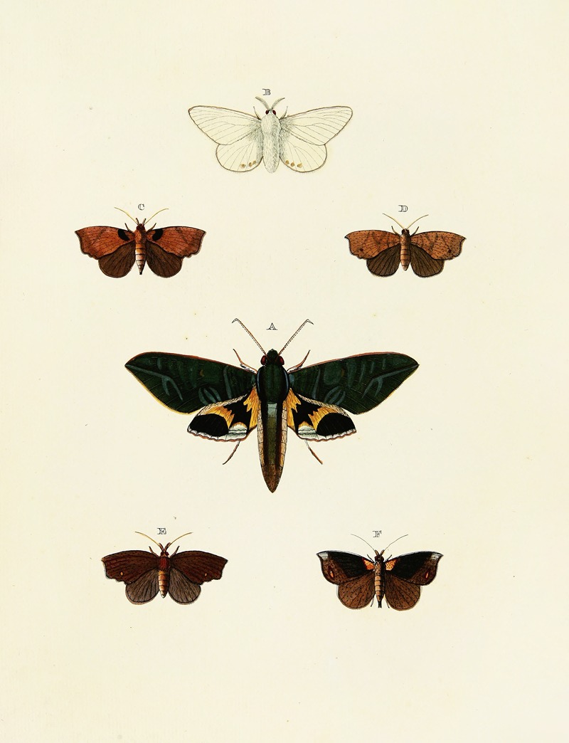 Pieter Cramer - Foreign butterflies occurring in the three continents Asia, Africa and America Pl.127