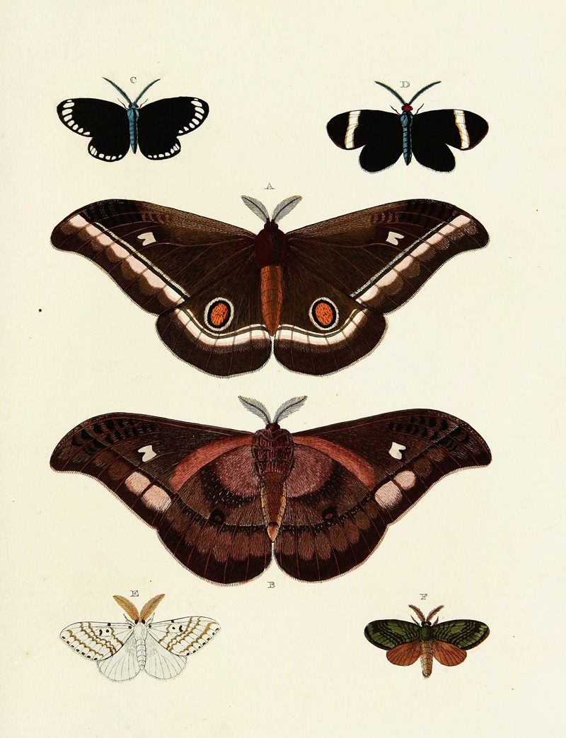 Pieter Cramer - Foreign butterflies occurring in the three continents Asia, Africa and America Pl.128
