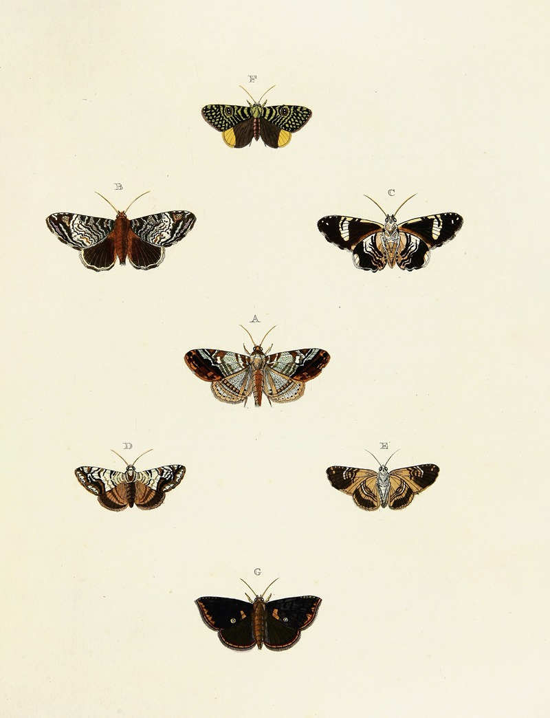 Pieter Cramer - Foreign butterflies occurring in the three continents Asia, Africa and America Pl.130