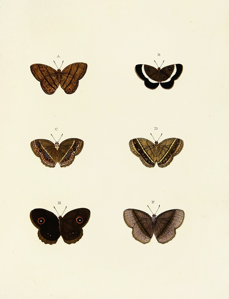 Pieter Cramer - Foreign butterflies occurring in the three continents Asia, Africa and America Pl.132
