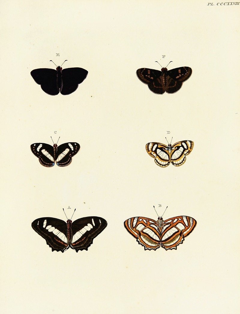 Pieter Cramer - Foreign butterflies occurring in the three continents Asia, Africa and America Pl.134