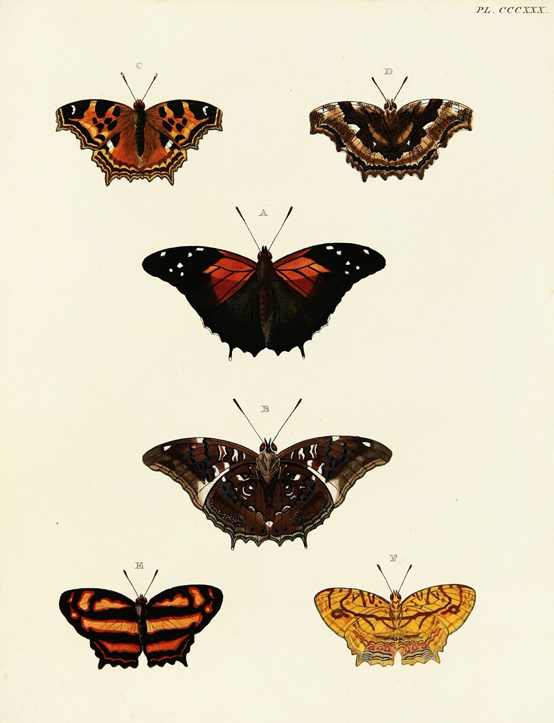 Pieter Cramer - Foreign butterflies occurring in the three continents Asia, Africa and America Pl.136