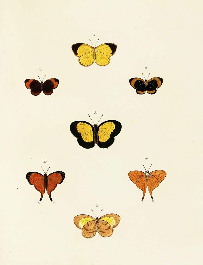 Pieter Cramer - Foreign butterflies occurring in the three continents Asia, Africa and America Pl.137