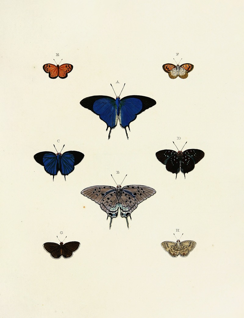 Pieter Cramer - Foreign butterflies occurring in the three continents Asia, Africa and America Pl.138