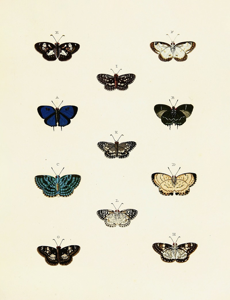 Pieter Cramer - Foreign butterflies occurring in the three continents Asia, Africa and America Pl.140