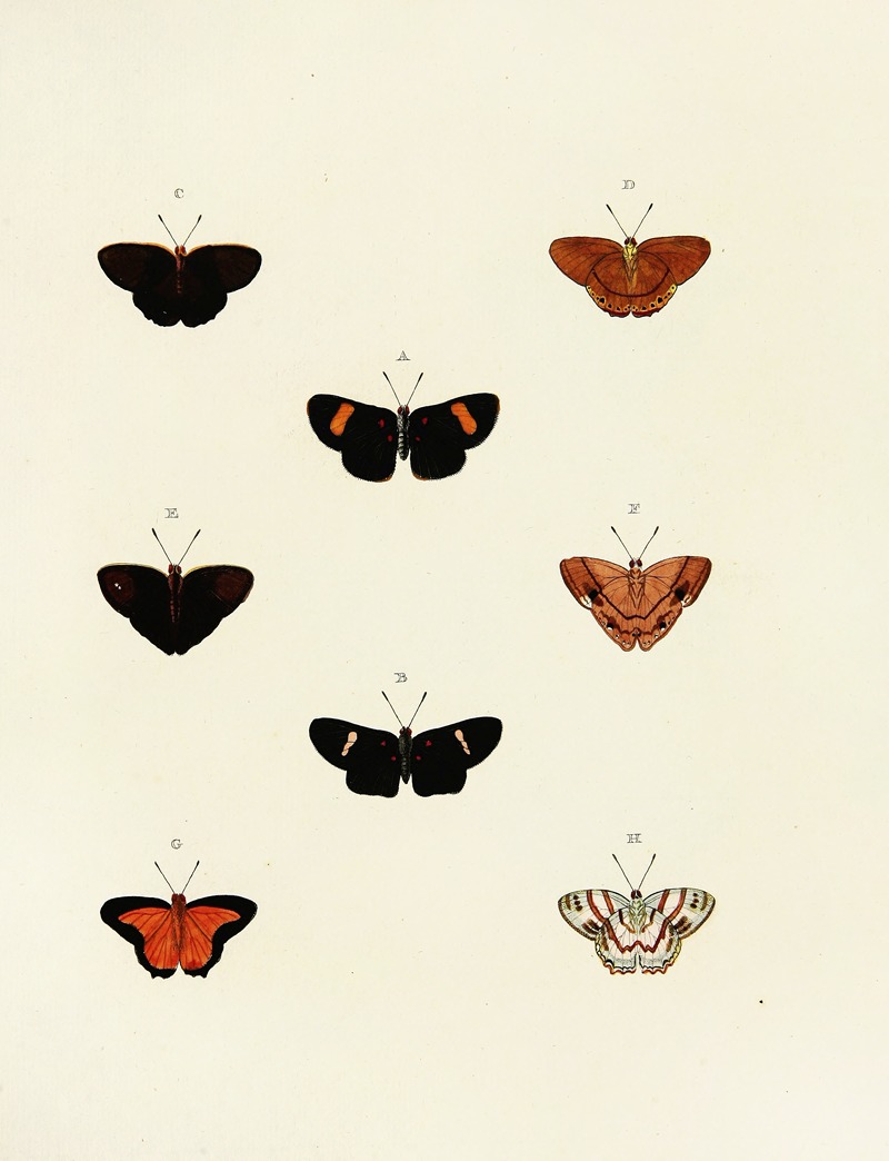 Pieter Cramer - Foreign butterflies occurring in the three continents Asia, Africa and America Pl.142