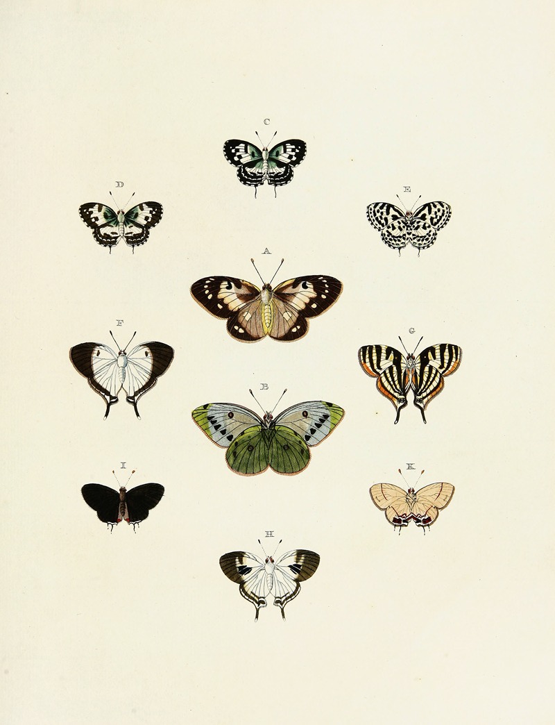 Pieter Cramer - Foreign butterflies occurring in the three continents Asia, Africa and America Pl.145