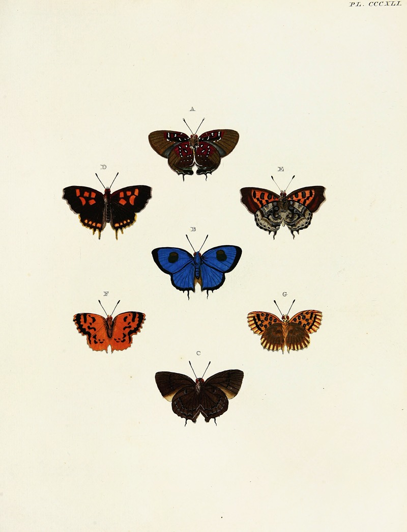 Pieter Cramer - Foreign butterflies occurring in the three continents Asia, Africa and America Pl.146