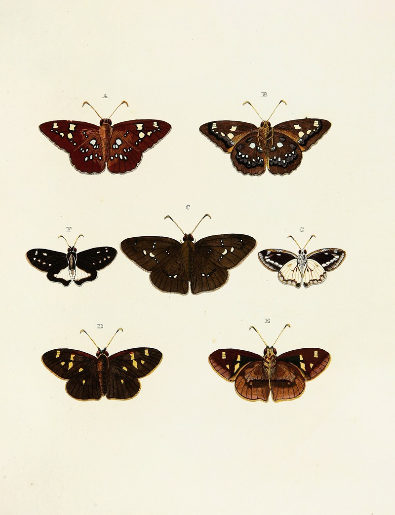 Pieter Cramer - Foreign butterflies occurring in the three continents Asia, Africa and America Pl.147