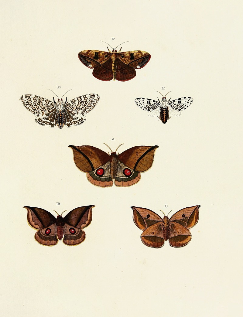 Pieter Cramer - Foreign butterflies occurring in the three continents Asia, Africa and America Pl.149