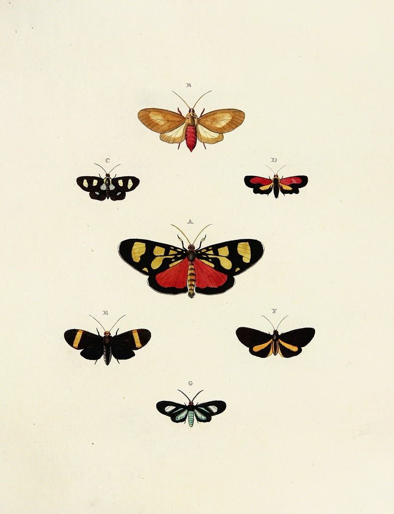 Pieter Cramer - Foreign butterflies occurring in the three continents Asia, Africa and America Pl.150