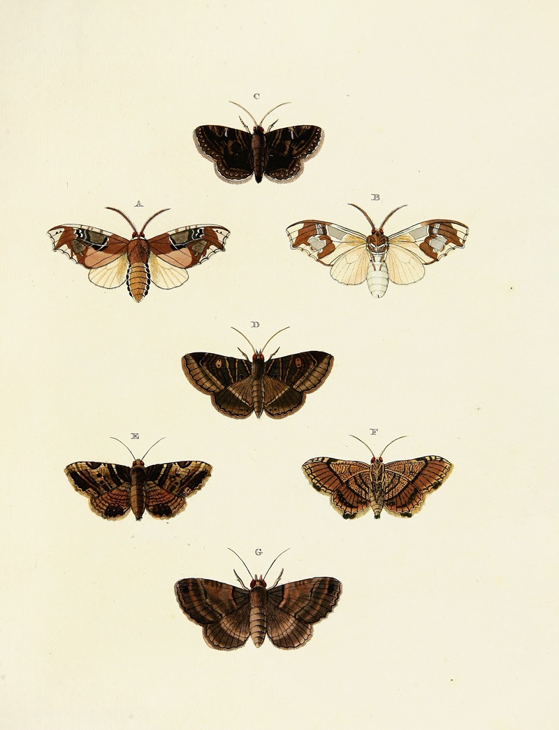 Pieter Cramer - Foreign butterflies occurring in the three continents Asia, Africa and America Pl.151