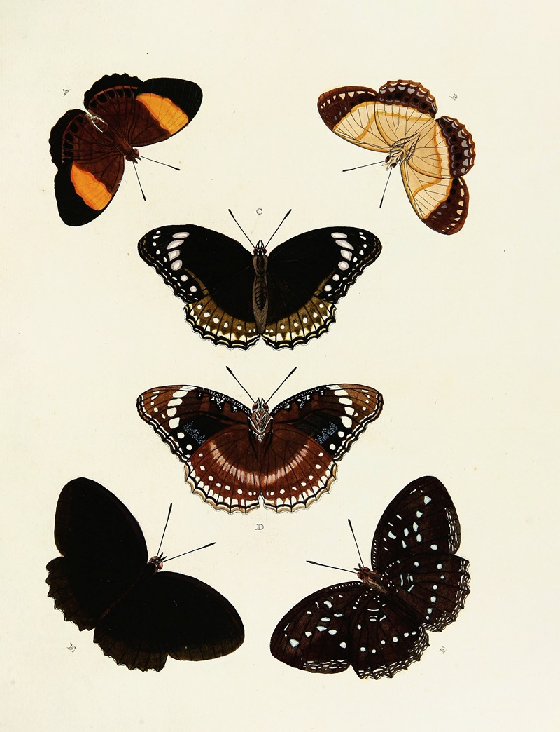 Pieter Cramer - Foreign butterflies occurring in the three continents Asia, Africa and America Pl.154