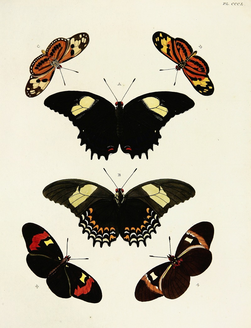 Pieter Cramer - Foreign butterflies occurring in the three continents Asia, Africa and America Pl.155