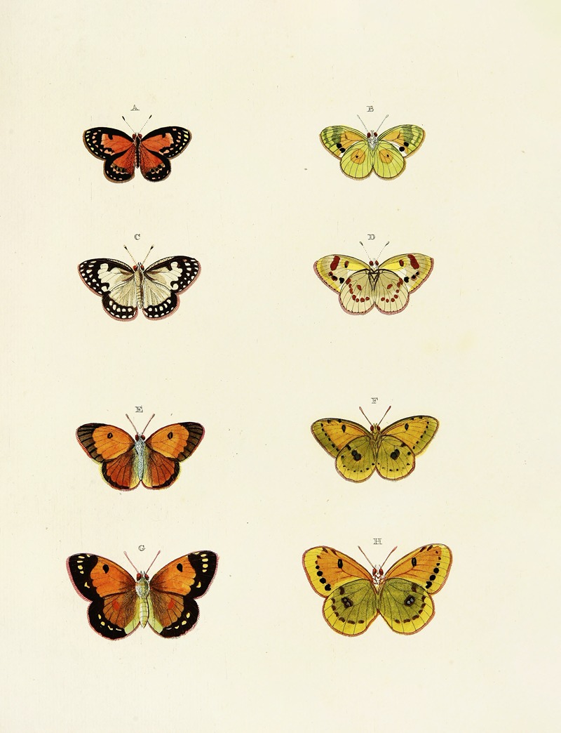 Pieter Cramer - Foreign butterflies occurring in the three continents Asia, Africa and America Pl.156