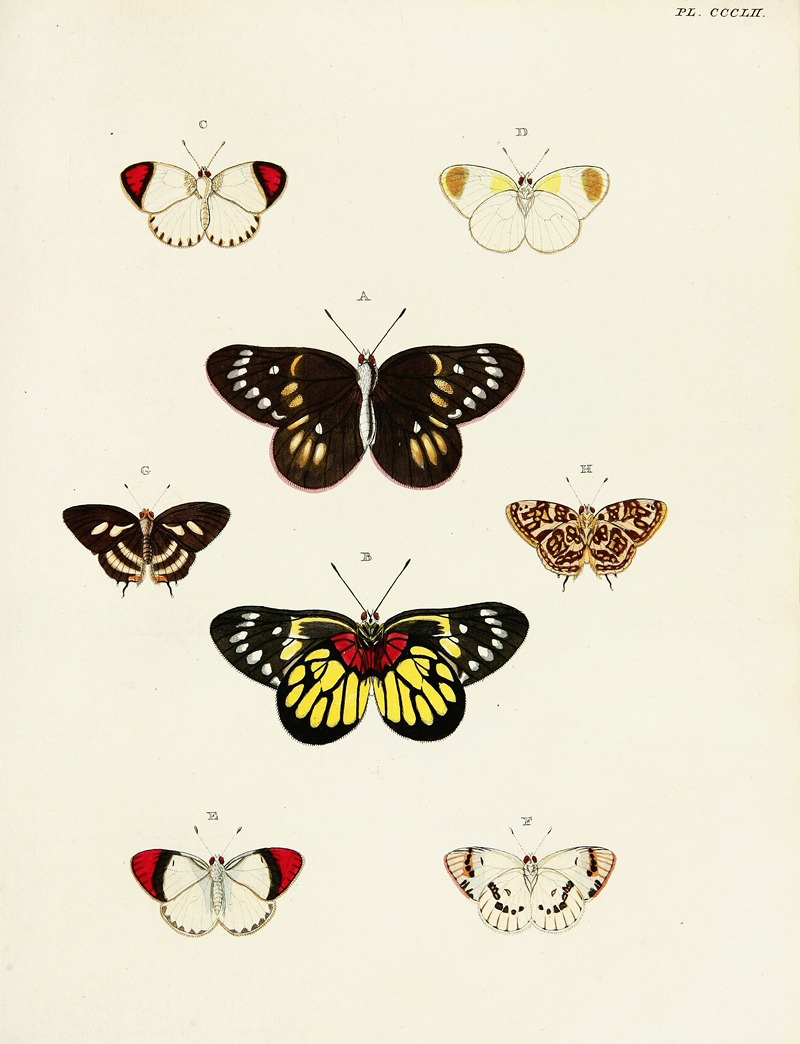 Pieter Cramer - Foreign butterflies occurring in the three continents Asia, Africa and America Pl.157