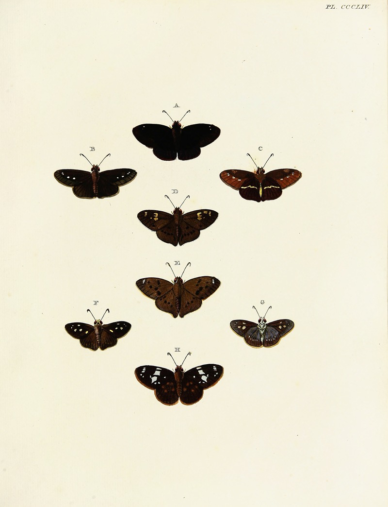 Pieter Cramer - Foreign butterflies occurring in the three continents Asia, Africa and America Pl.159