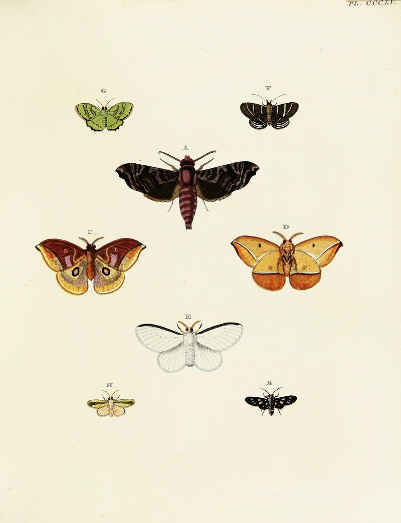 Pieter Cramer - Foreign butterflies occurring in the three continents Asia, Africa and America Pl.160